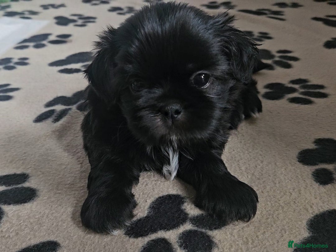 Shih Tzu dogs for sale: Imperial Shih tzu Puppies - Image 6
