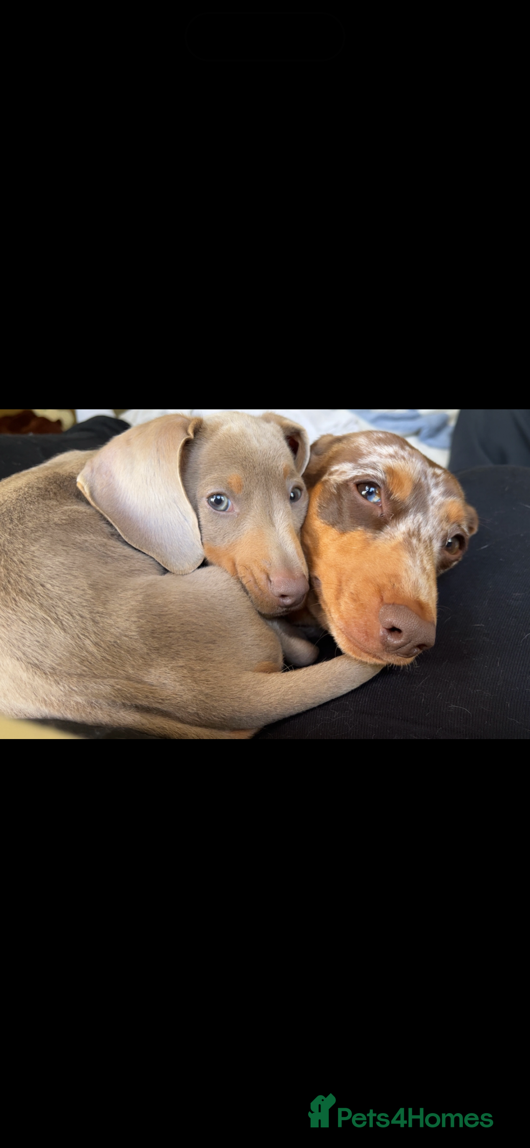 Miniature Dachshund dogs for sale: 10 month old Isabella Dachshund  - Advert 4