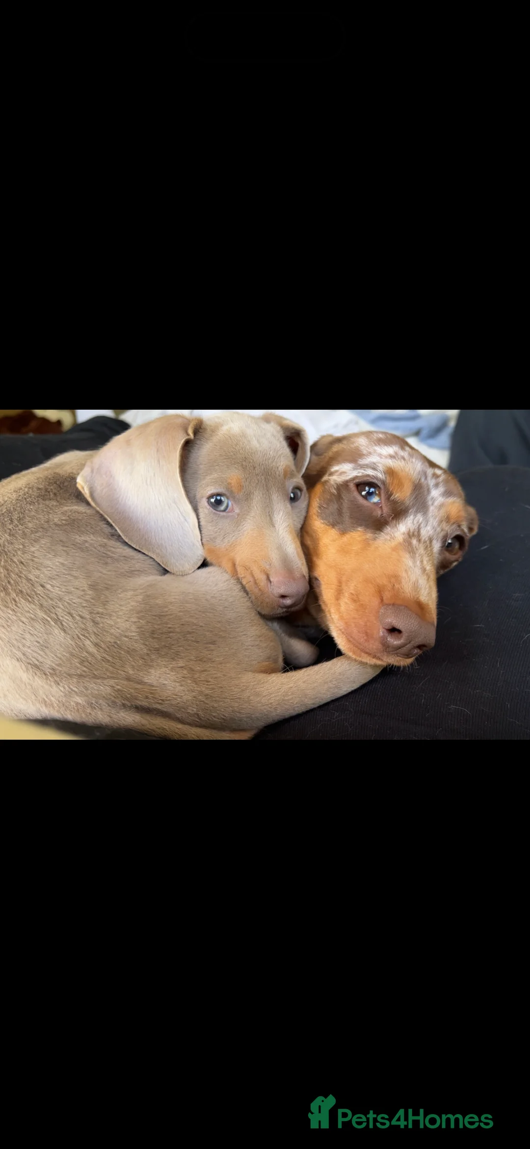 Miniature Dachshund dogs for sale: 10 month old Isabella Dachshund  - Advert 4