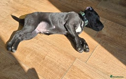 Mixed Breed dogs for sale: Mixed breed - Image 5