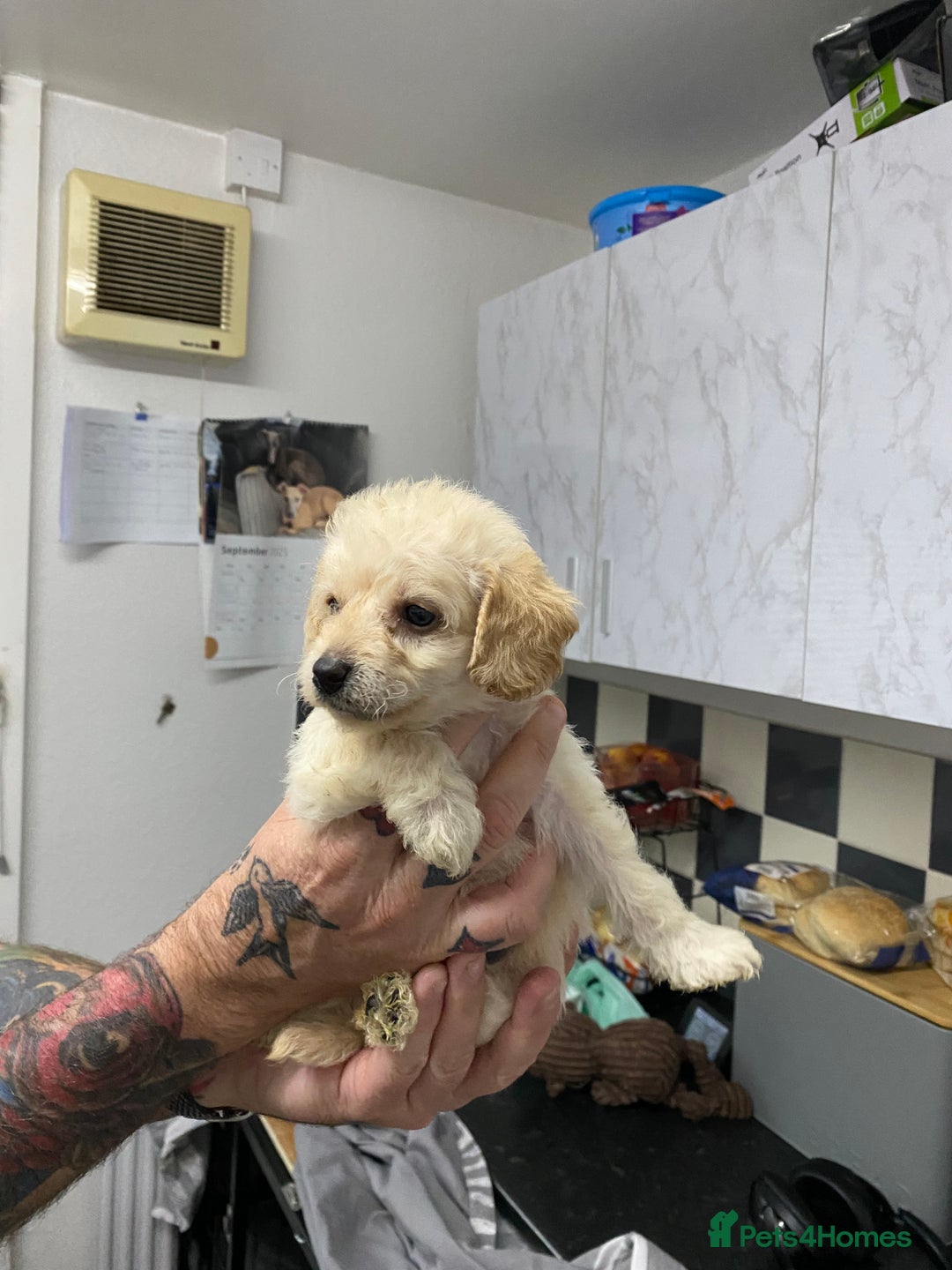 Labradoodle dogs for sale: Toy adorable Labradoodle DNA TESTED - Image 1