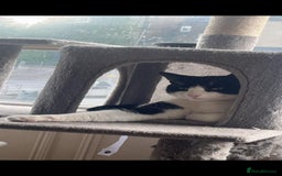 British Shorthair cats for sale: 2 brothers looking for new home - Image 3