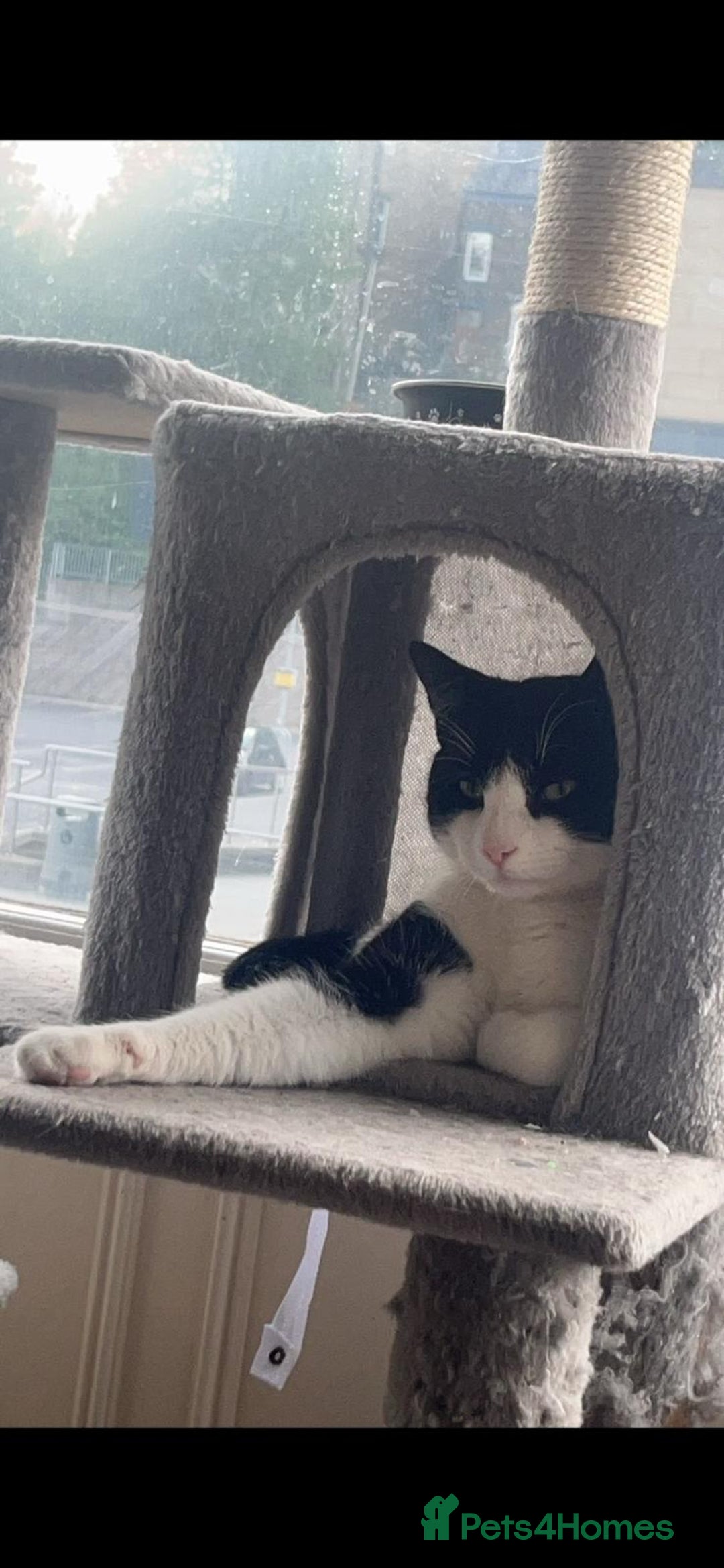 British Shorthair cats for sale: 2 brothers looking for new home - Image 3