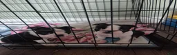 Boston Terrier dogs for sale: X2 Stunning Male Boston Terrier Puppies  in Newcastle upon Tyne - Advert 16