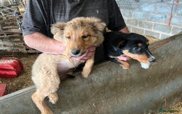 Border Collie dogs for sale: 7 gorjous border collies - Image 4