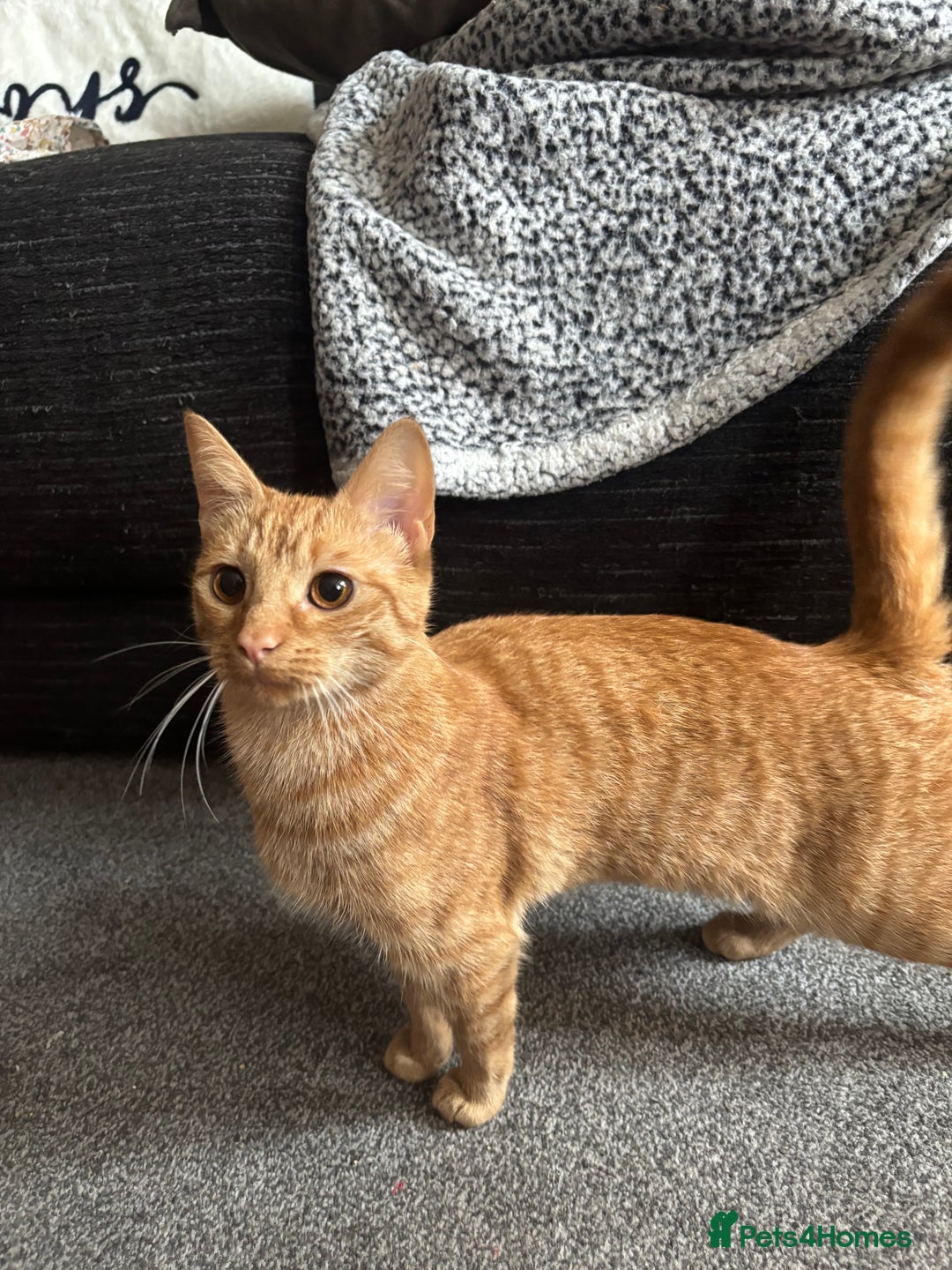 Domestic Shorthair cats for stud: FEMALE CAT - Advert 2