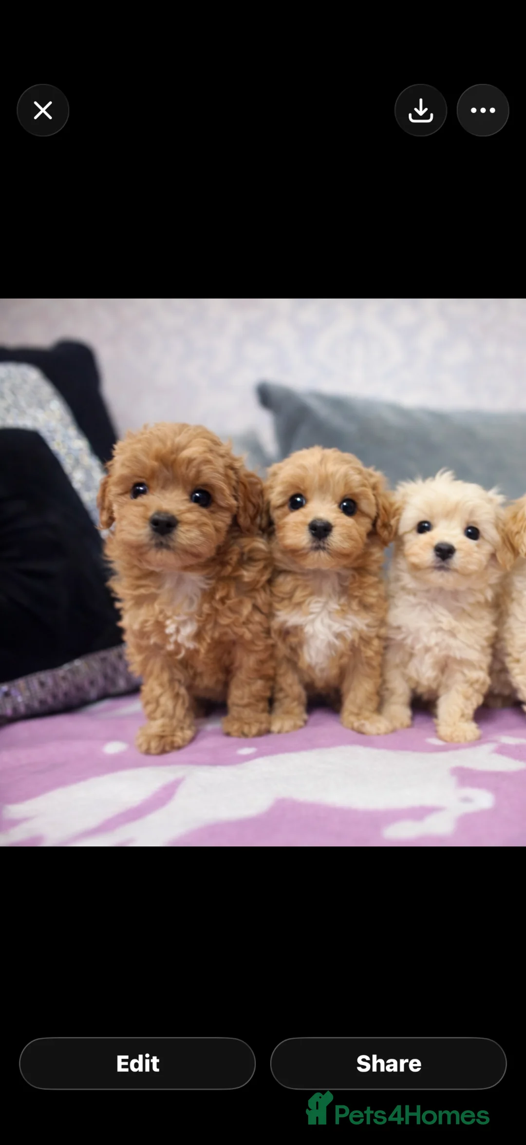 Maltipoo dogs for sale: Tiny Korean Maltipoo  - Advert 8
