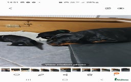 Rottweiler dogs for sale: Kc reg full German champion rottweiler puppies   - Image 15