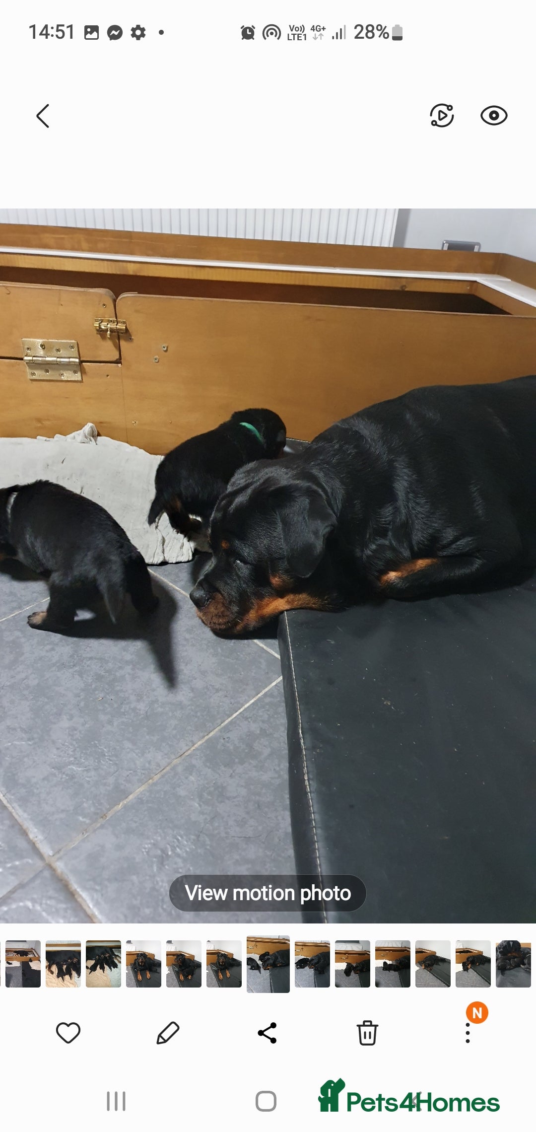 Rottweiler dogs for sale: Kc reg full German champion rottweiler puppies   - Image 15