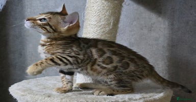 Bengal cats - Advert 7