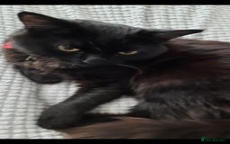 Mixed Breed cats for sale: Meet our handsome boy - Image 2