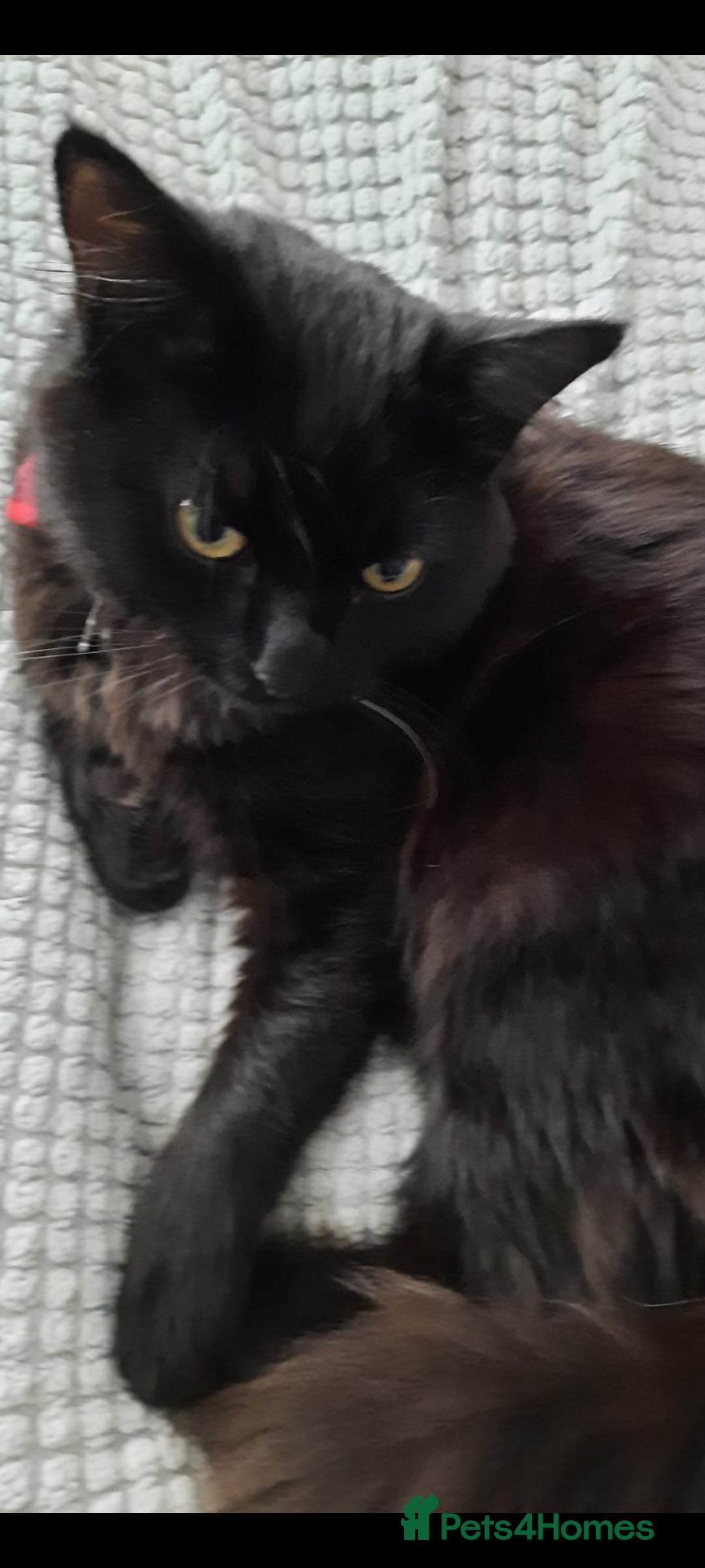 Mixed Breed cats for sale: Meet our handsome boy - Image 2