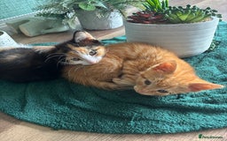 Mixed Breed cats for sale: Adorable kitten - Image 11