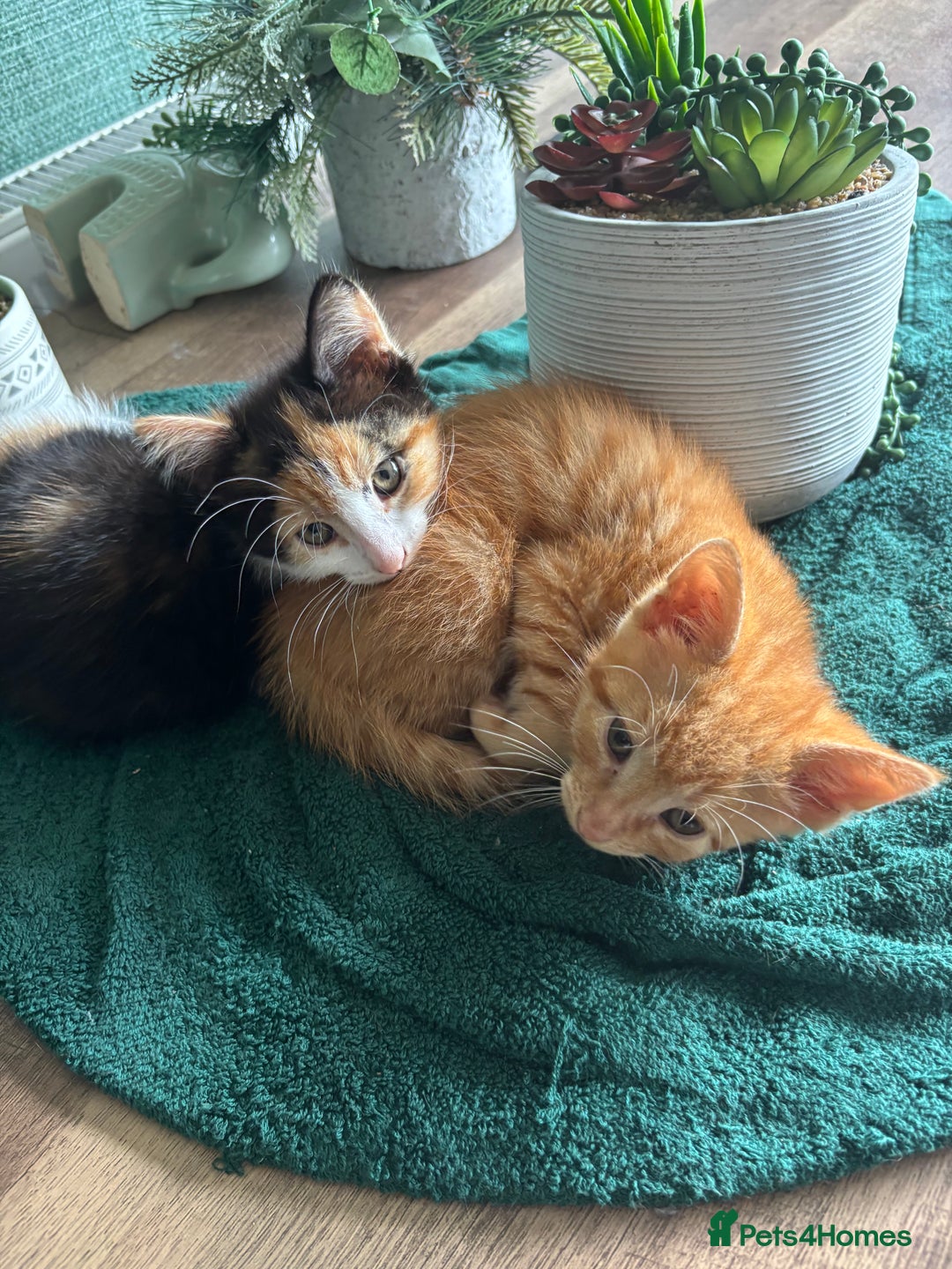 Mixed Breed cats for sale: Adorable kitten - Image 11
