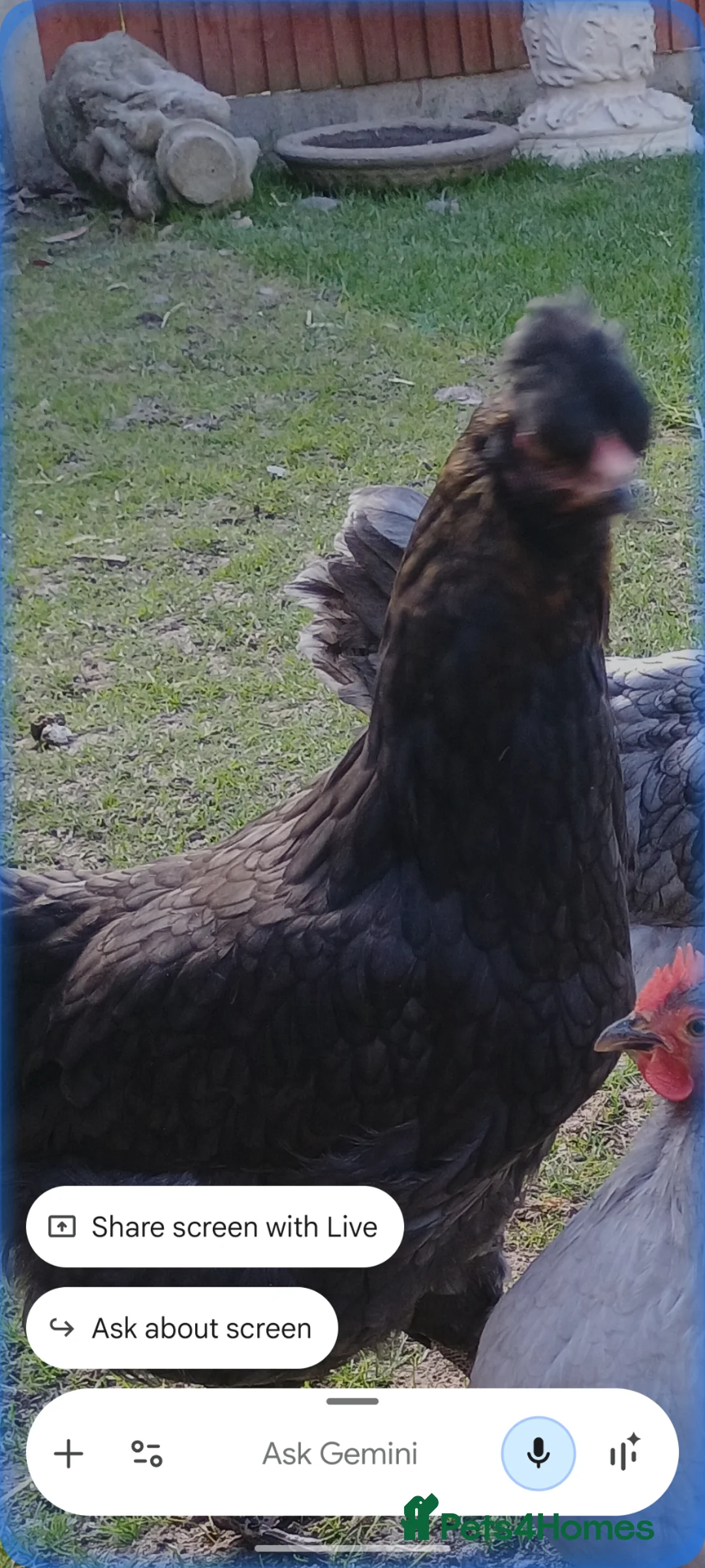 Chickens poultry for sale: Chickens  in Sevenoaks - Advert 1