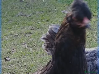 Chickens poultry Chickens - Advert 2