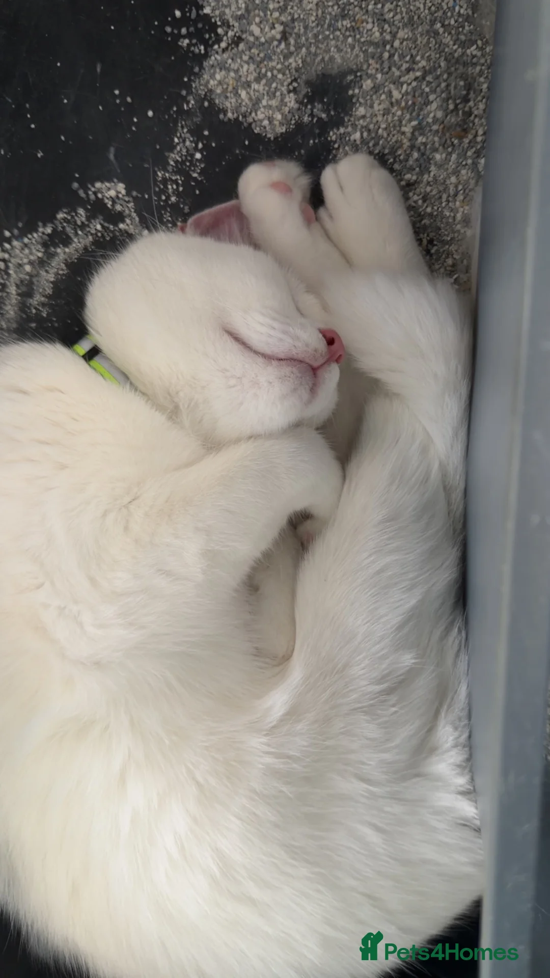 Turkish Angora cats for sale: Snowy – Loving 1-Year-Old Turkish Angora Male - Advert 8