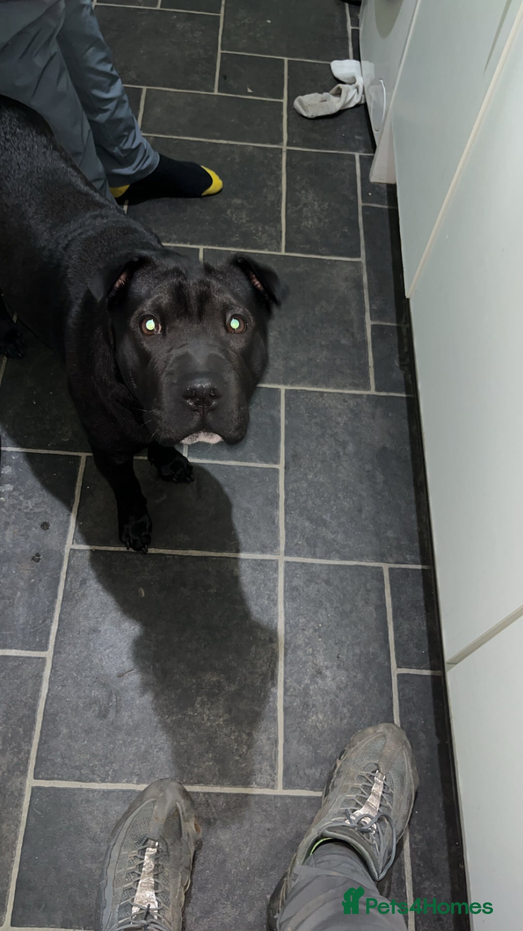 Mixed Breed dogs for sale: Her name is raven she is 10 months old  - Advert 2