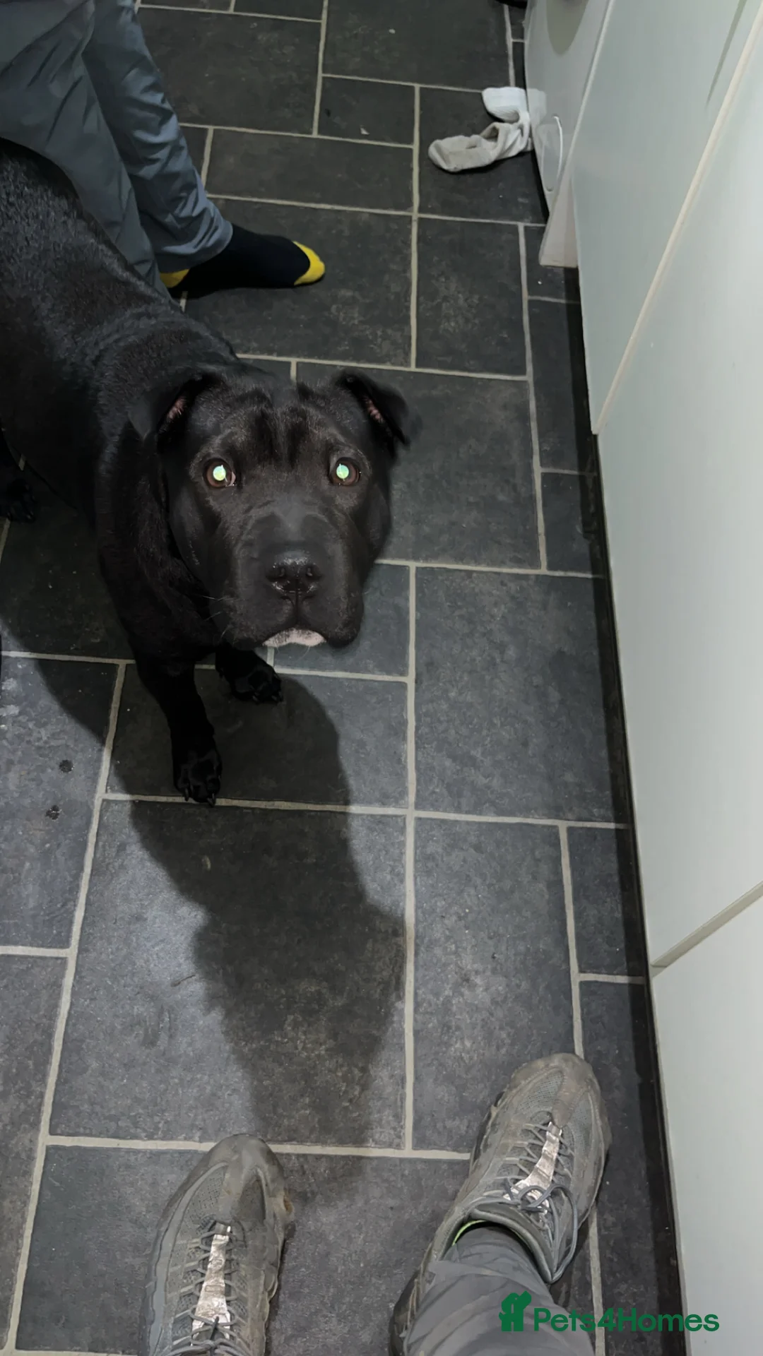 Mixed Breed dogs for sale: Her name is raven she is 10 months old  - Advert 2