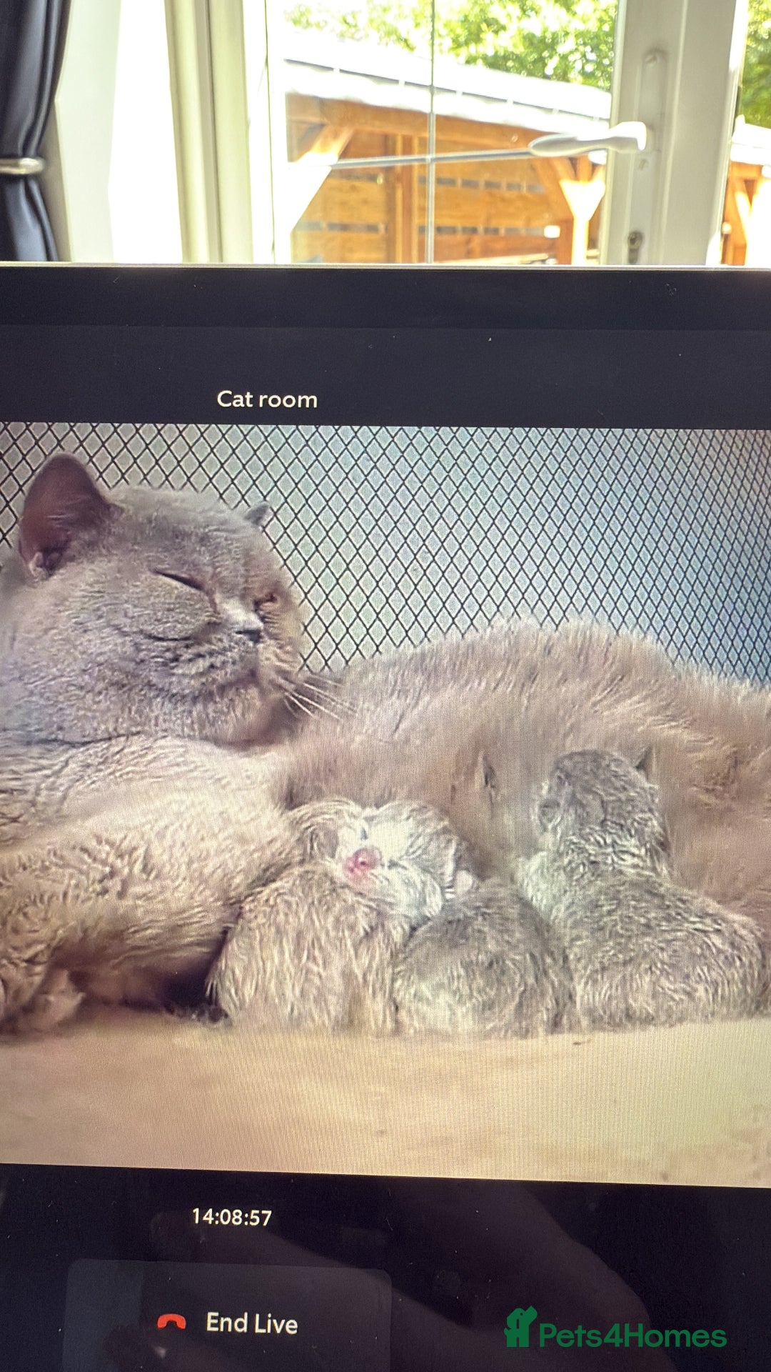 British Shorthair cats for sale: British short and long hair babies for sale  - Image 5