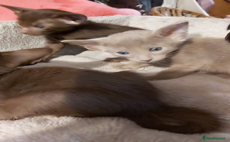 Oriental cats - Advert 6
