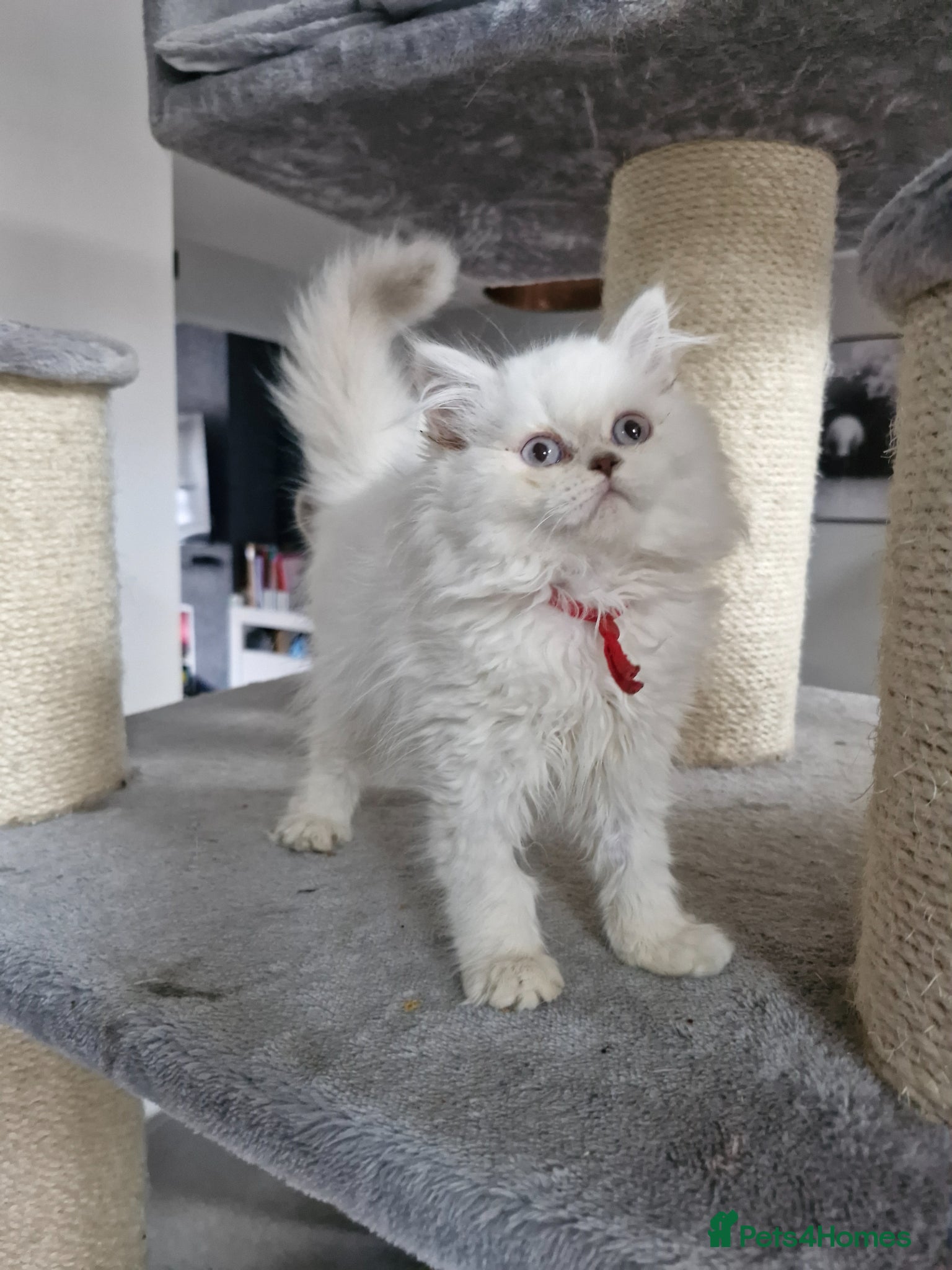 British Shorthair cats GCCF registered British shorthair and longhair - Advert 4