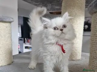 British Shorthair cats GCCF registered British shorthair and longhair - Advert 4