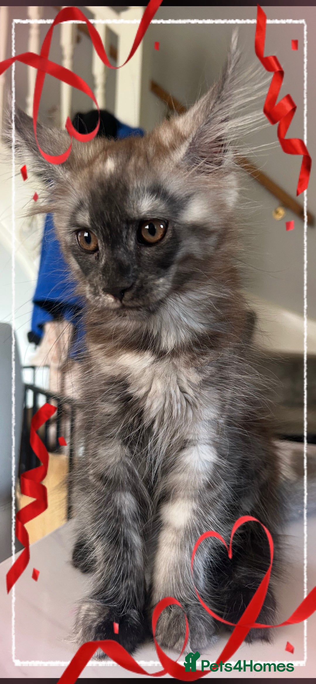 Maine Coon cats for sale: Female mainecoon kitten - Image 4