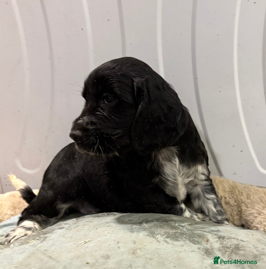 Cocker Spaniel dogs for sale: Cocker Spaniel Litter - Advert 6