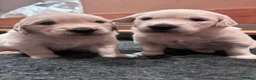 Golden Retriever dogs for sale: Golden retriever puppies looking for loving homes  - Advert 7