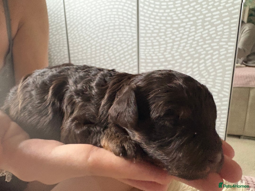 Shihpoo dogs for sale: Adorable Shihpoo puppies 🐾🐕🤍 - Image 6