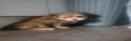 Mixed Breed dogs for sale: 3 super fluffy  puppies  - Advert 2
