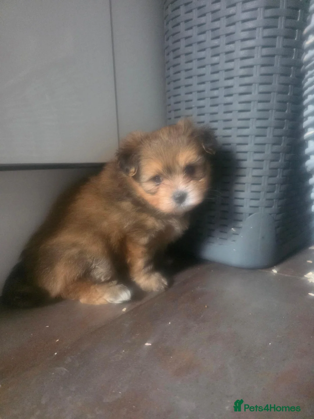 Mixed Breed dogs for sale: 3 super fluffy  puppies  - Advert 2