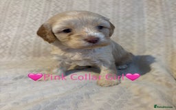 Cavapoo dogs for sale: 🐶 F1 CAVAPOO PUPPIES HEALTH TESTED PARENTS 🐶 - Advert 15