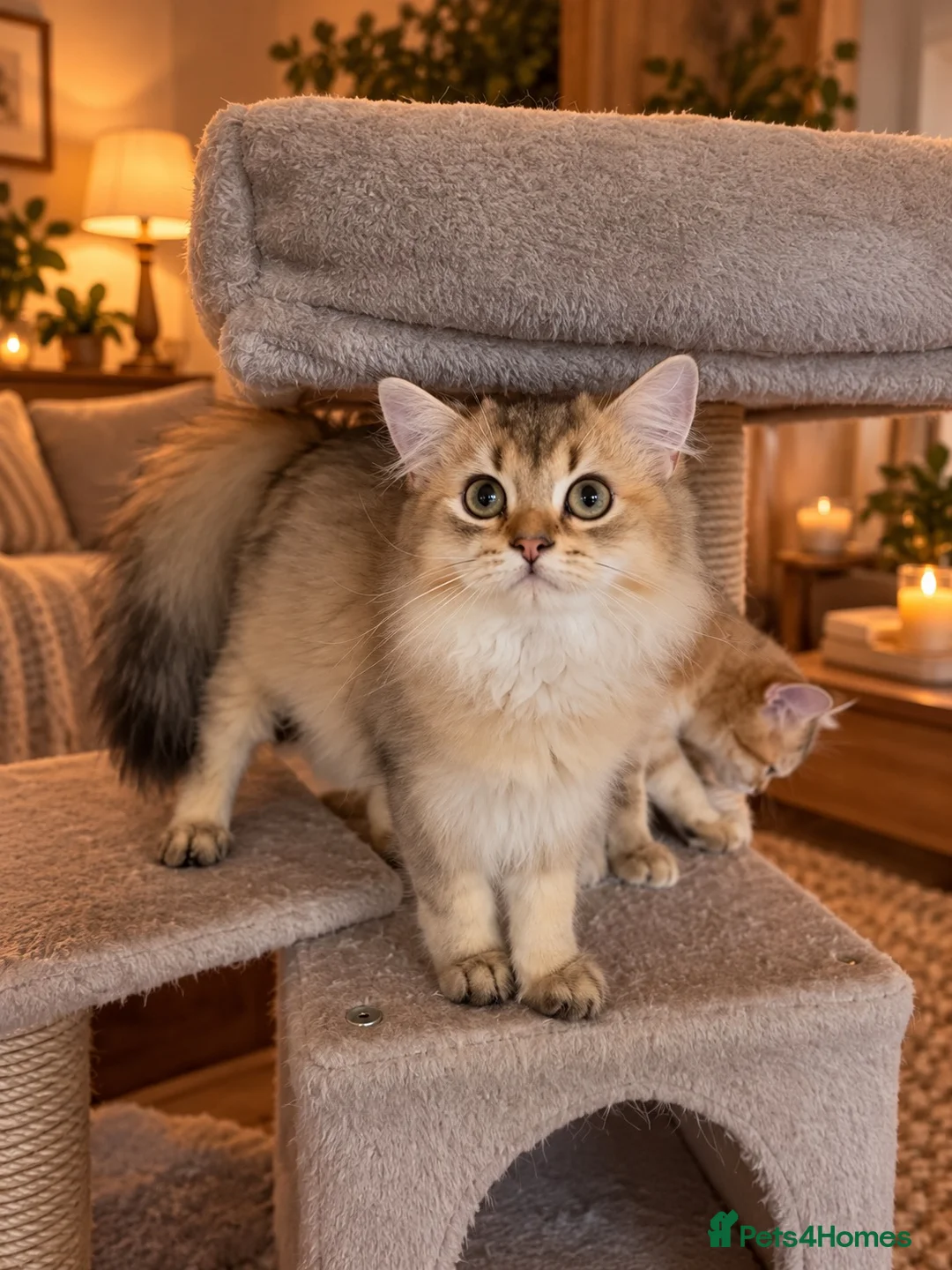 British Shorthair cats for sale: 🐾Beautiful British long and Shorthair Kittens🐾 - Advert 2