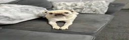 Pug dogs for sale: Pablo the Pug  - Advert 4