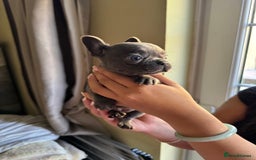 French Bulldog dogs for sale: Adorable French Bulldog Puppies in Barking - Image 3