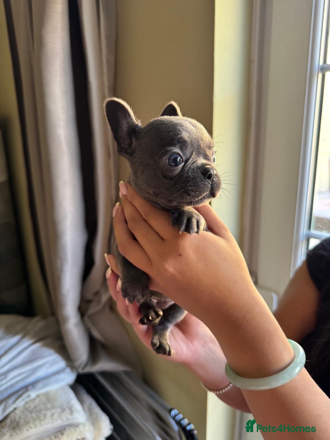 French Bulldog dogs for sale: Adorable French Bulldog Puppies in Barking - Image 3