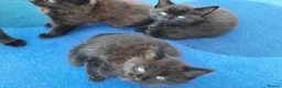 Mixed Breed cats for sale: 3 Adorable Black Kittens looking for Home - Advert 4