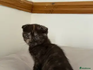 Scottish Fold cats Scottish fold and Scottish straight - Advert 3