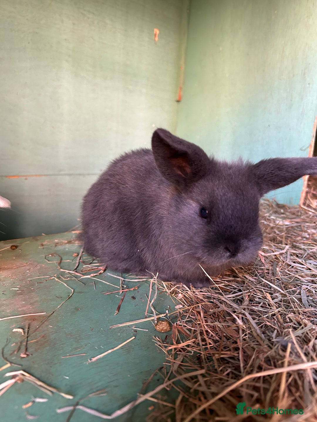 Mixed Breed rabbits for sale: Baby bunnies - Advert 1