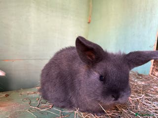 Mixed Breed rabbits Baby bunnies - Advert 12