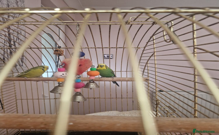 Budgerigars birds - Advert 1