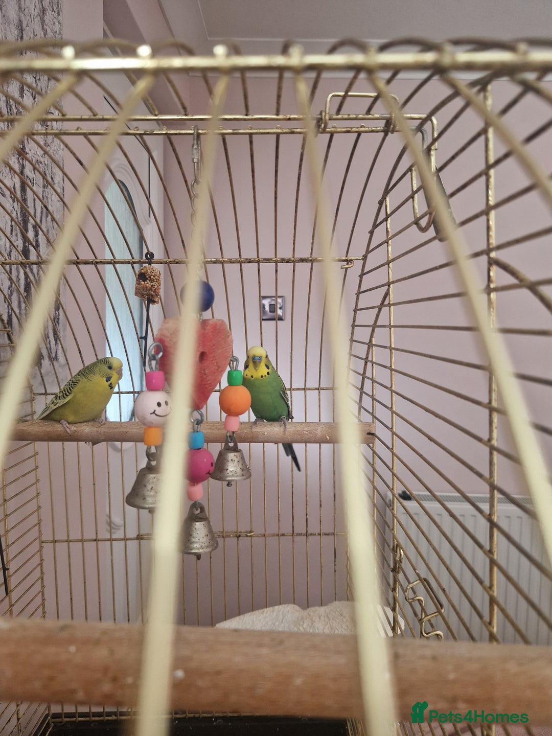 Budgerigars birds for sale: Budgies for sale - Image 1