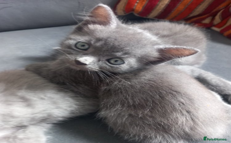 British Shorthair cats - Advert 3