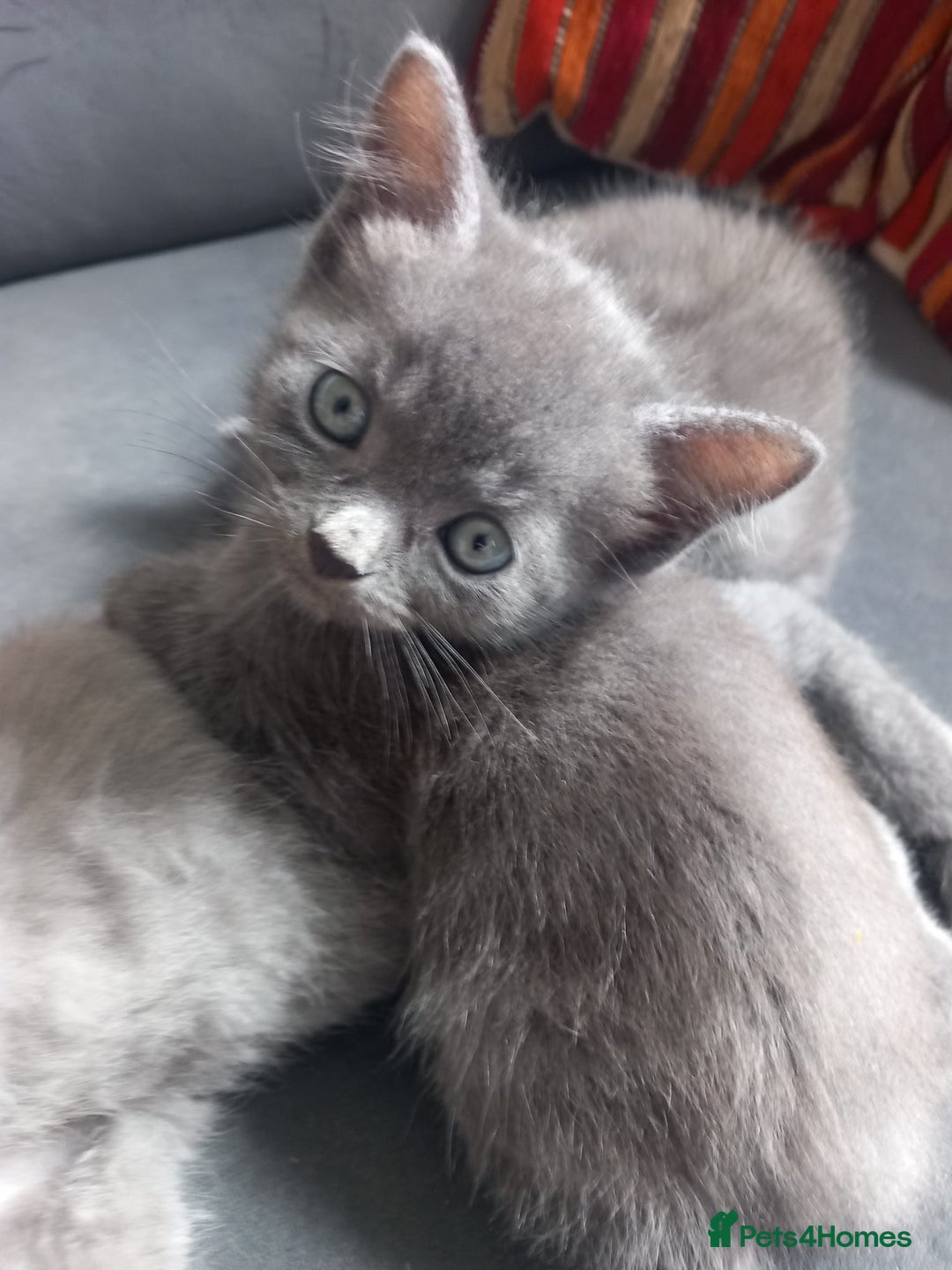 British Shorthair cats for sale: 3 beautiful kittens for sale  - Image 1