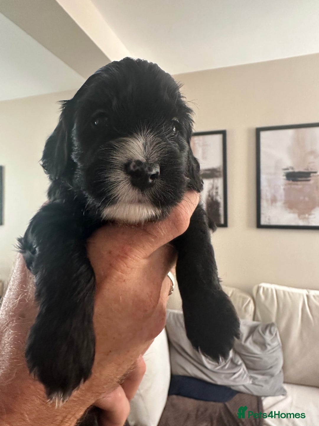 Cockapoo dogs for sale: Beautiful cockapoo puppies delivery possible - Image 2