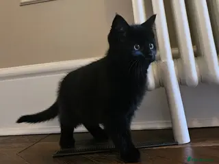 Maine Coon cats Beautiful Maine Coon x Kitten black female - Advert 16