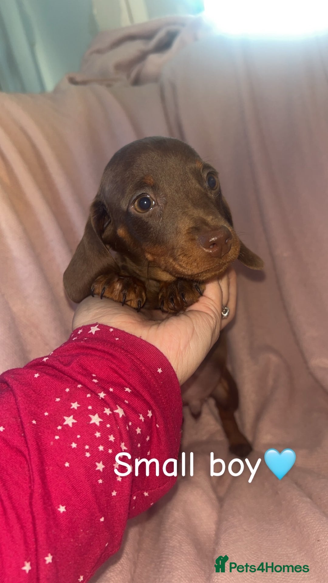 Dachshund dogs for sale: Miniature dachshund puppies - Image 2