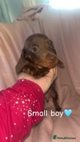 Dachshund dogs - Advert 14